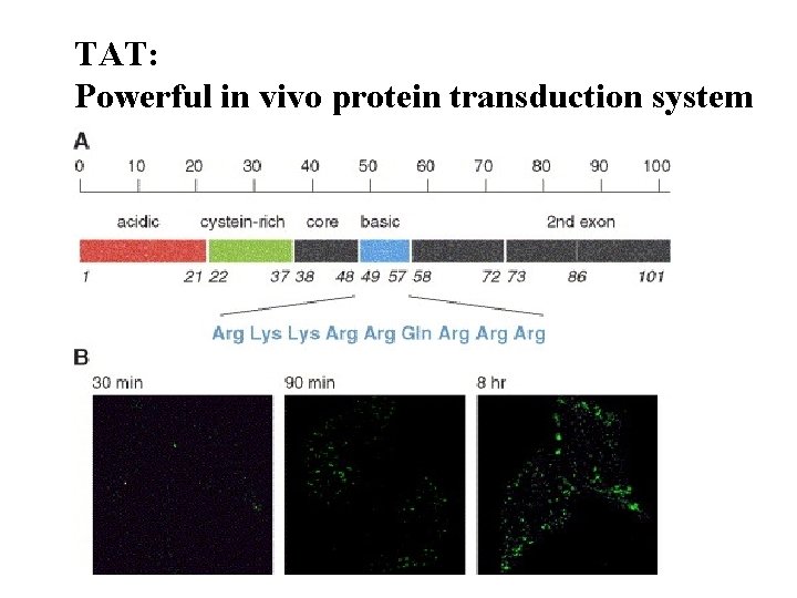 TAT: Powerful in vivo protein transduction system 