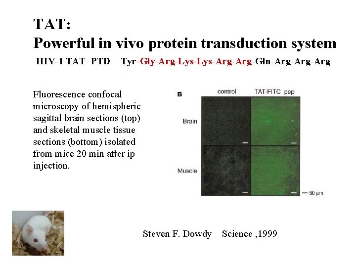 TAT: Powerful in vivo protein transduction system HIV-1 TAT PTD Tyr-Gly-Arg-Lys-Arg-Gln-Arg-Arg Fluorescence confocal microscopy