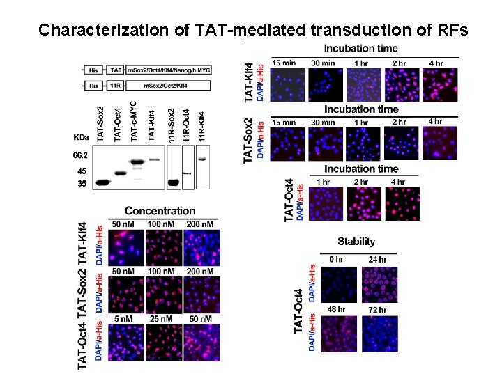 Characterization of TAT-mediated transduction of RFs 