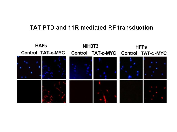 TAT PTD and 11 R mediated RF transduction 