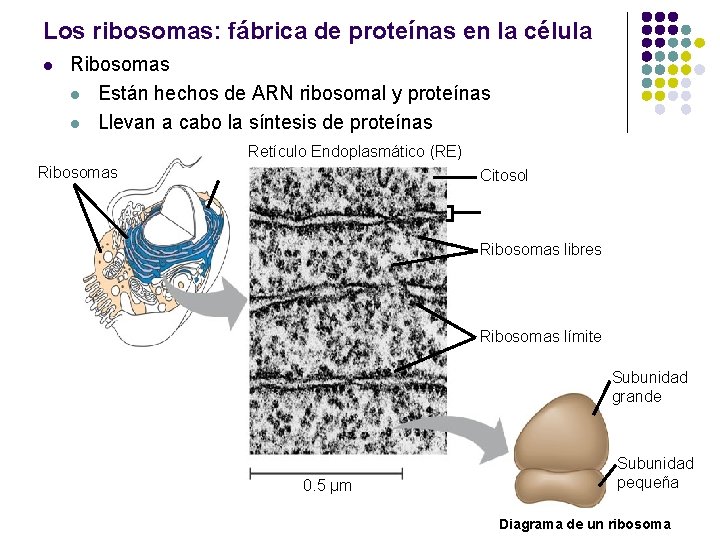 Un recorrido por la Clula Estructura y funcin