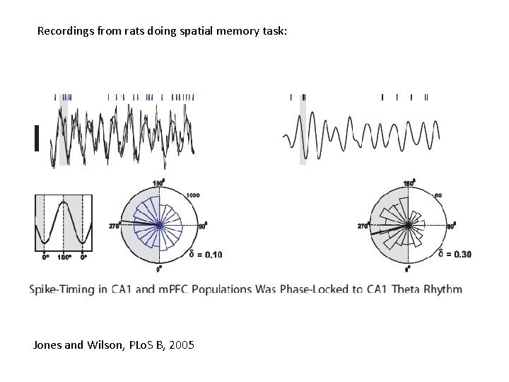Recordings from rats doing spatial memory task: Jones and Wilson, PLo. S B, 2005