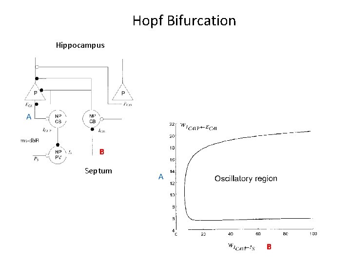 Hopf Bifurcation Hippocampus A B Septum A B 