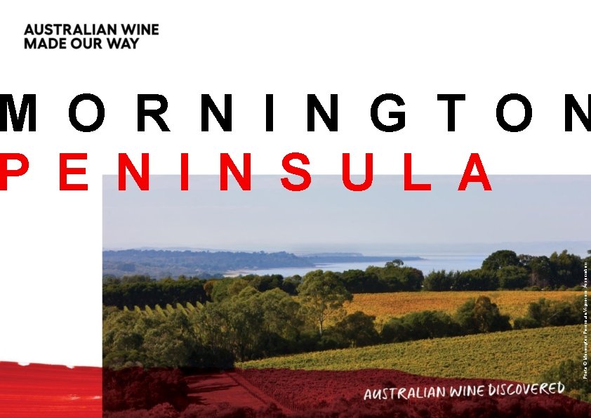 Photo © Mornington Peninsula Vignerons Association M O R N I N G T Photo © Mornington Peninsula Vignerons Association M O R N I N G T