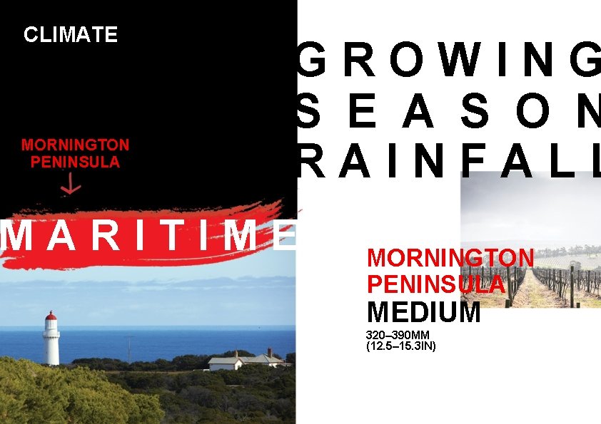 CLIMATE MORNINGTON PENINSULA GROWING S E A S O N RAINFALL MARITIME MORNINGTON PENINSULA CLIMATE MORNINGTON PENINSULA GROWING S E A S O N RAINFALL MARITIME MORNINGTON PENINSULA