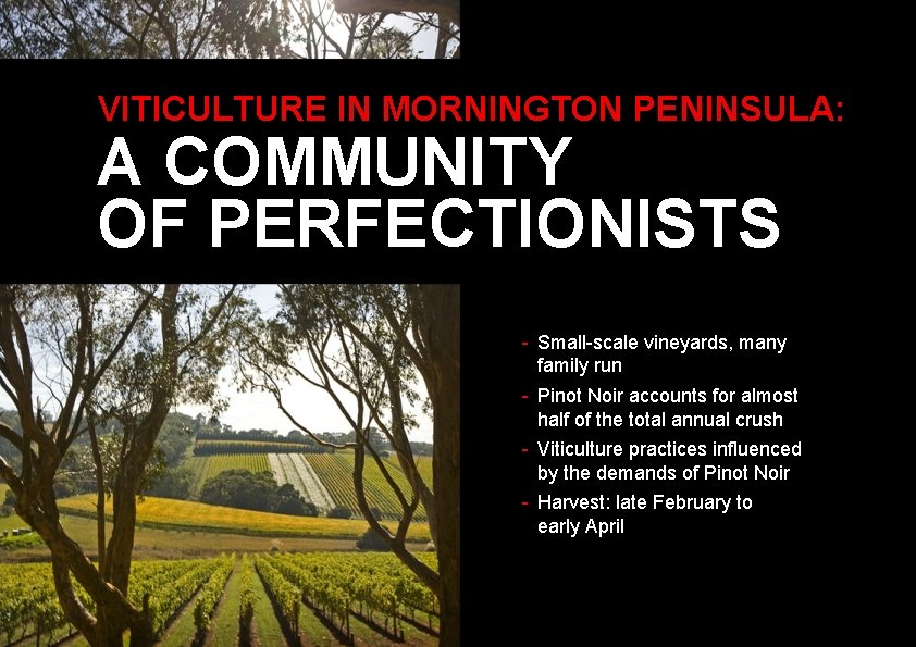 VITICULTURE IN MORNINGTON PENINSULA: A COMMUNITY OF PERFECTIONISTS - Small-scale vineyards, many family run VITICULTURE IN MORNINGTON PENINSULA: A COMMUNITY OF PERFECTIONISTS - Small-scale vineyards, many family run