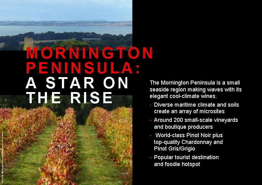 MORNINGTON PENINSULA: A STAR ON THE RISE Photo © Mornington Peninsula Vignerons Association The MORNINGTON PENINSULA: A STAR ON THE RISE Photo © Mornington Peninsula Vignerons Association The