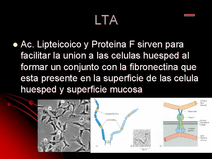 LTA l Ac. Lipteicoico y Proteina F sirven para facilitar la union a las LTA l Ac. Lipteicoico y Proteina F sirven para facilitar la union a las