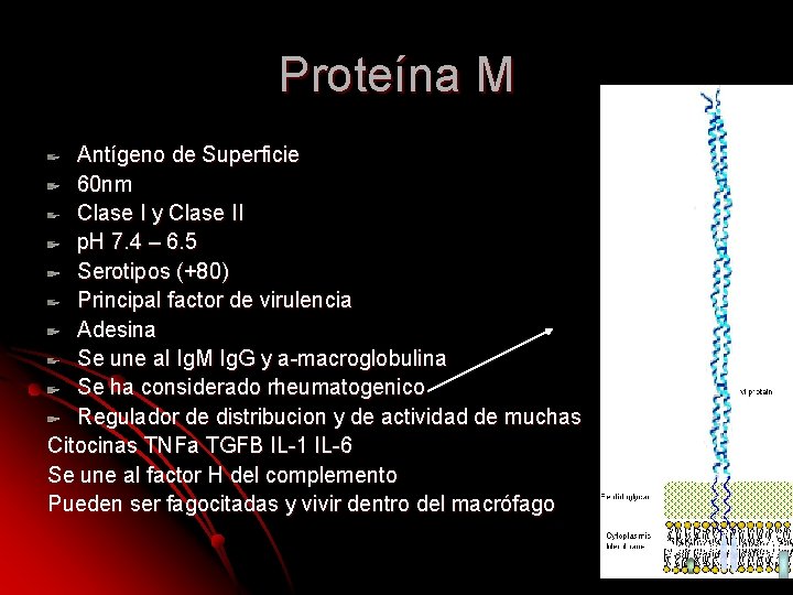 Proteína M Antígeno de Superficie 60 nm Clase I y Clase II p. H Proteína M Antígeno de Superficie 60 nm Clase I y Clase II p. H