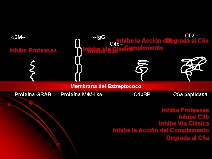 a 2 M-- Inhibe Proteasas Proteína GRAB --Ig. G C 5 a-- Inhibe la a 2 M-- Inhibe Proteasas Proteína GRAB --Ig. G C 5 a-- Inhibe la