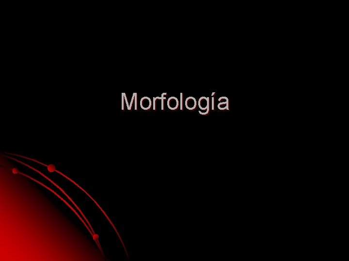 Morfología Morfología