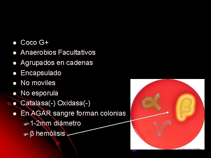 l l l l Coco G+ Anaerobios Facultativos Agrupados en cadenas Encapsulado No moviles l l l l Coco G+ Anaerobios Facultativos Agrupados en cadenas Encapsulado No moviles