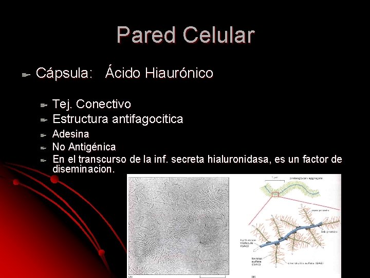 Pared Celular Cápsula: Ácido Hiaurónico Tej. Conectivo Estructura antifagocitica Adesina No Antigénica En el Pared Celular Cápsula: Ácido Hiaurónico Tej. Conectivo Estructura antifagocitica Adesina No Antigénica En el