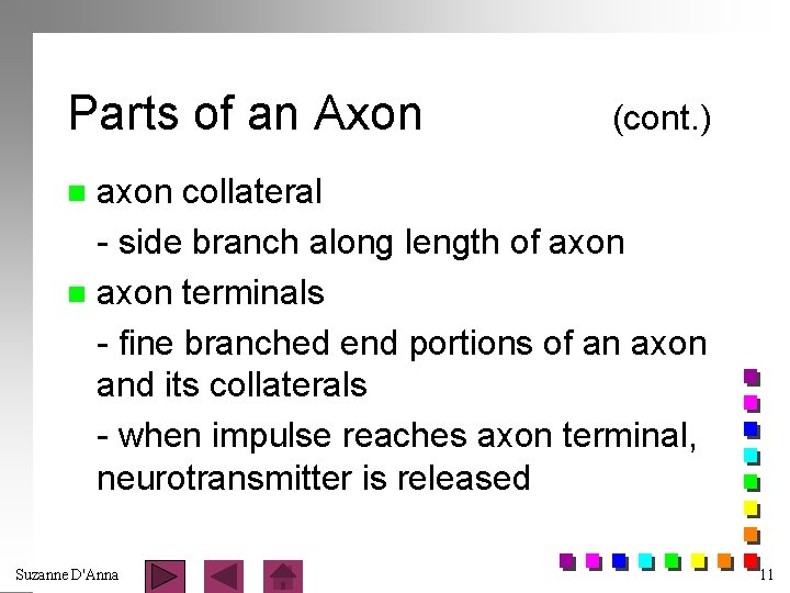 Parts of an Axon (cont. ) axon collateral - side branch along length of