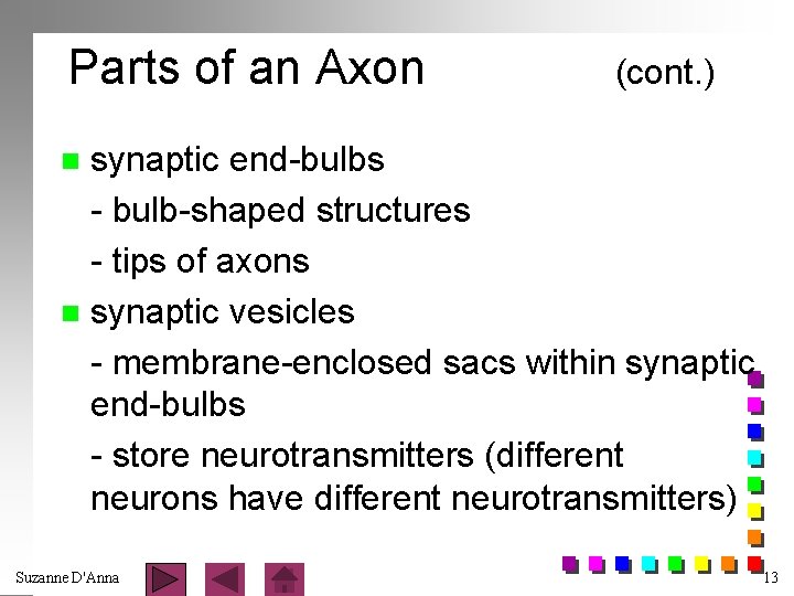 Parts of an Axon (cont. ) synaptic end-bulbs - bulb-shaped structures - tips of