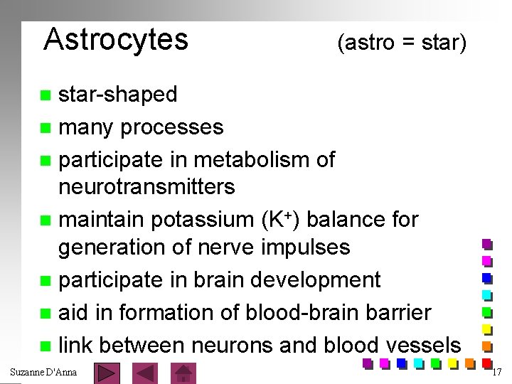 Astrocytes (astro = star) star-shaped n many processes n participate in metabolism of neurotransmitters