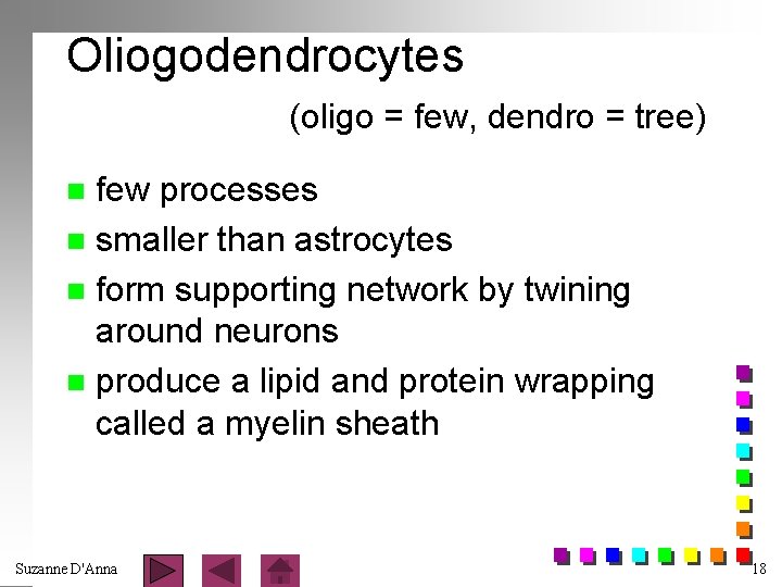 Oliogodendrocytes (oligo = few, dendro = tree) few processes n smaller than astrocytes n