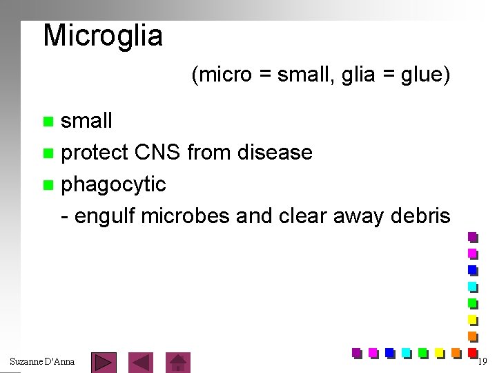 Microglia (micro = small, glia = glue) small n protect CNS from disease n