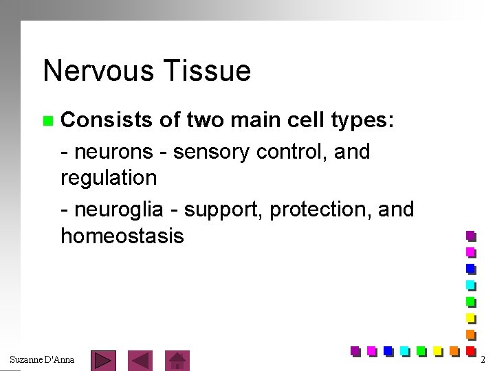Nervous Tissue n Consists of two main cell types: - neurons - sensory control,
