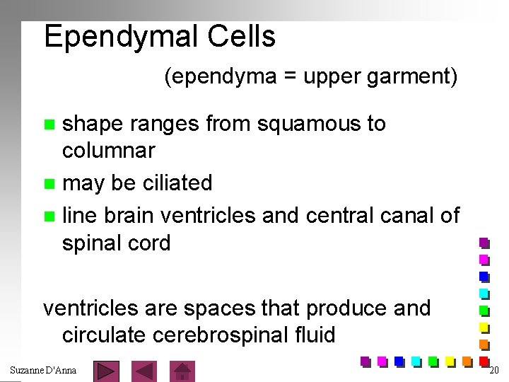 Ependymal Cells (ependyma = upper garment) shape ranges from squamous to columnar n may