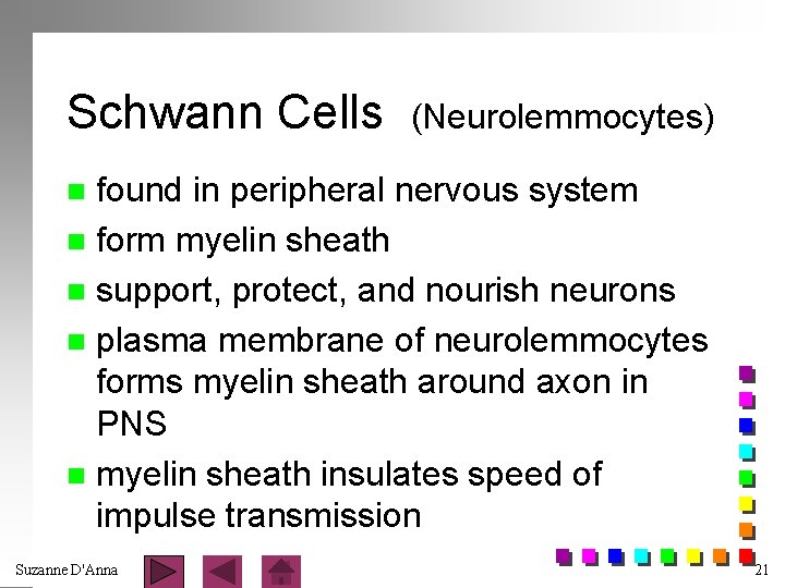 Schwann Cells (Neurolemmocytes) found in peripheral nervous system n form myelin sheath n support,