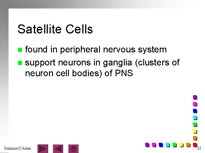 Satellite Cells found in peripheral nervous system n support neurons in ganglia (clusters of