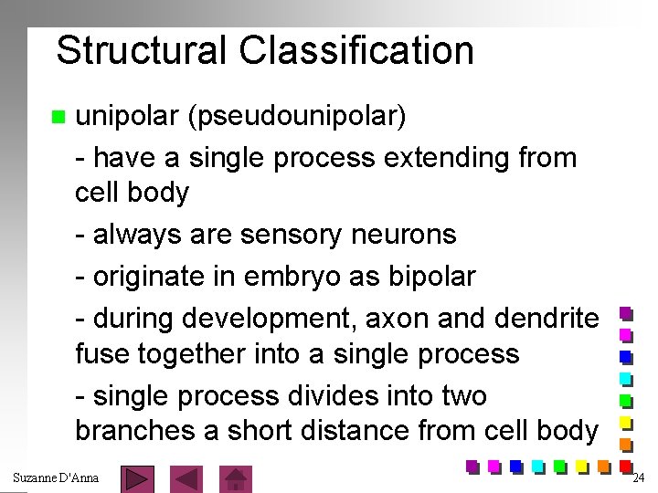 Structural Classification n unipolar (pseudounipolar) - have a single process extending from cell body