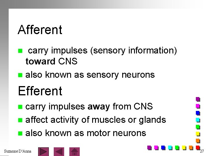 Afferent carry impulses (sensory information) toward CNS n also known as sensory neurons n