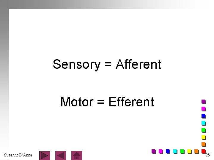 Sensory = Afferent Motor = Efferent Suzanne D'Anna 28 