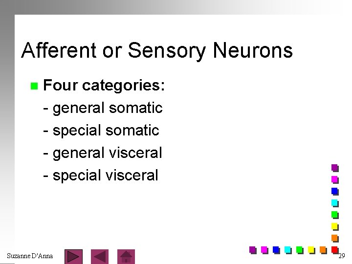 Afferent or Sensory Neurons n Four categories: - general somatic - special somatic -