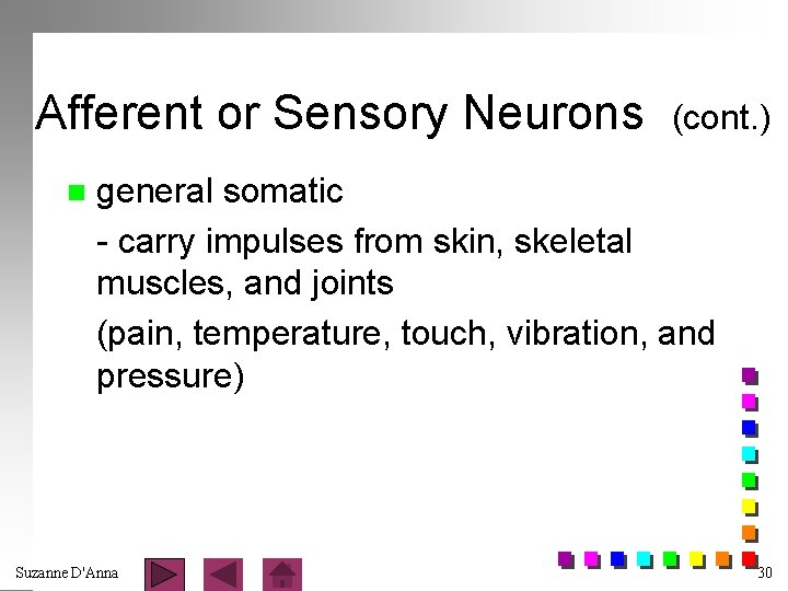 Afferent or Sensory Neurons n (cont. ) general somatic - carry impulses from skin,