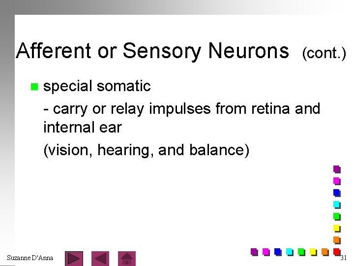 Afferent or Sensory Neurons n (cont. ) special somatic - carry or relay impulses