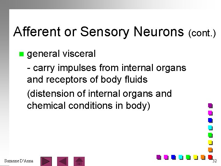 Afferent or Sensory Neurons (cont. ) n general visceral - carry impulses from internal