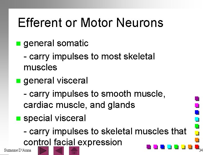 Efferent or Motor Neurons general somatic - carry impulses to most skeletal muscles n
