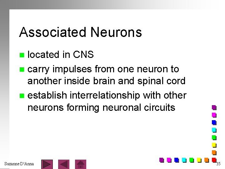 Associated Neurons located in CNS n carry impulses from one neuron to another inside