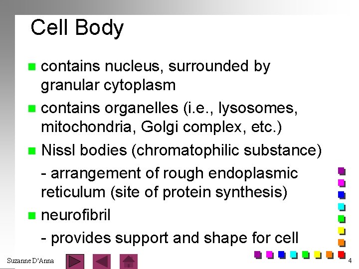 Cell Body contains nucleus, surrounded by granular cytoplasm n contains organelles (i. e. ,