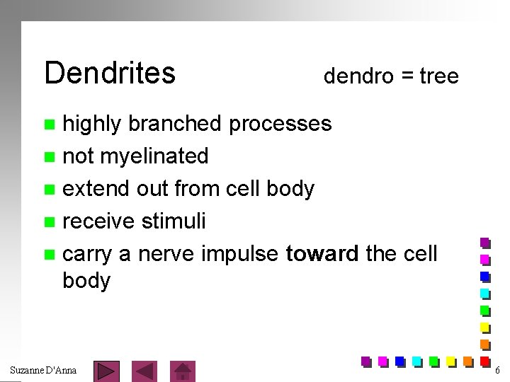 Dendrites dendro = tree highly branched processes n not myelinated n extend out from