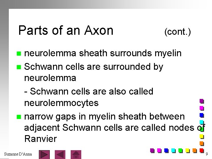 Parts of an Axon (cont. ) neurolemma sheath surrounds myelin n Schwann cells are