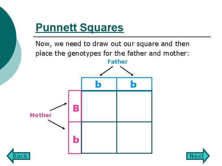 Punnett Squares Now, we need to draw out our square and then place the
