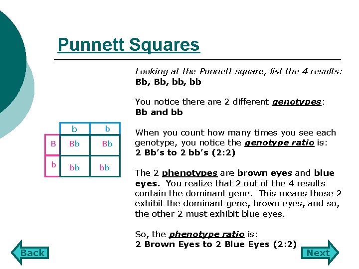 Punnett Squares Looking at the Punnett square, list the 4 results: Bb, bb, bb