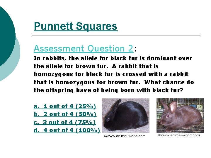 Punnett Squares Assessment Question 2: In rabbits, the allele for black fur is dominant