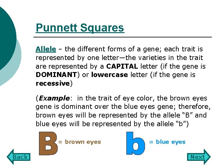 Punnett Squares Allele – the different forms of a gene; each trait is represented