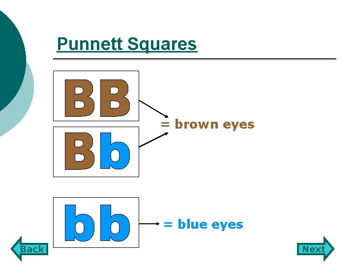 Punnett Squares = brown eyes = blue eyes Back Next 