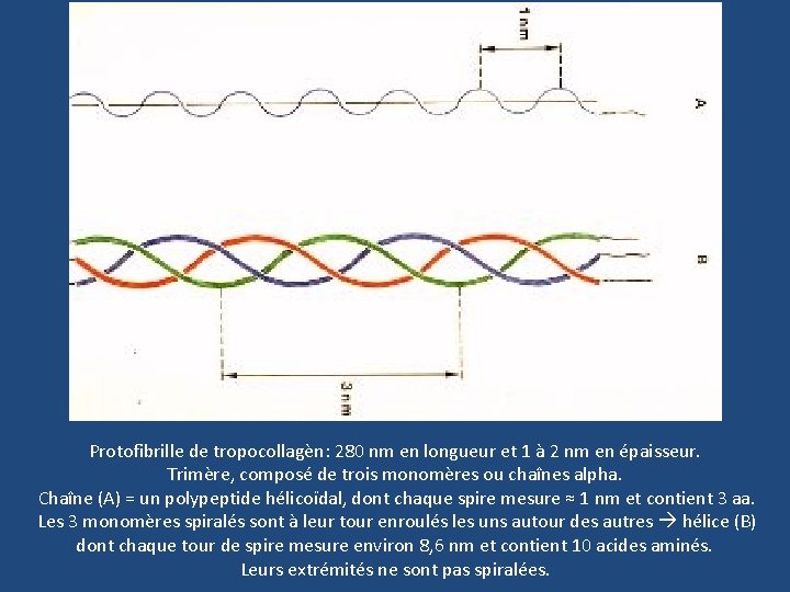 Protofibrille de tropocollagèn: 280 nm en longueur et 1 à 2 nm en épaisseur.