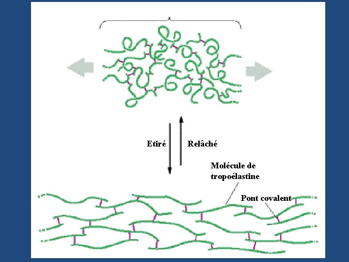 Etiré Relâché Molécule de tropoélastine Pont covalent 