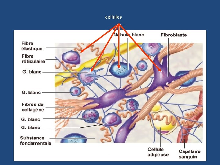 cellules 