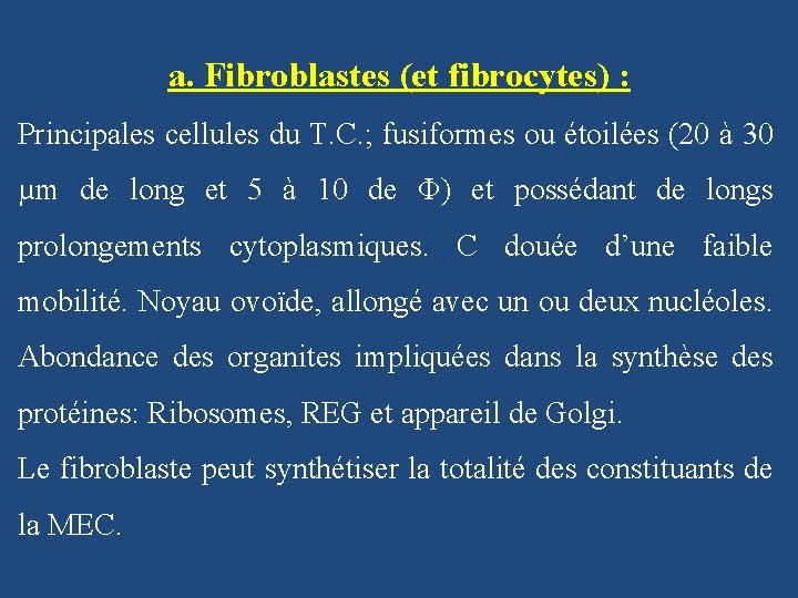 a. Fibroblastes (et fibrocytes) : Principales cellules du T. C. ; fusiformes ou étoilées
