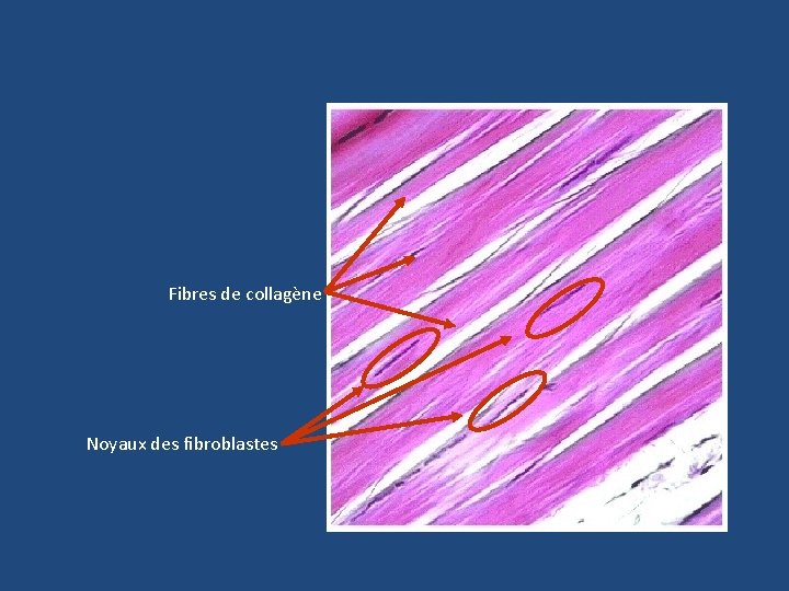 Fibres de collagène Noyaux des fibroblastes 