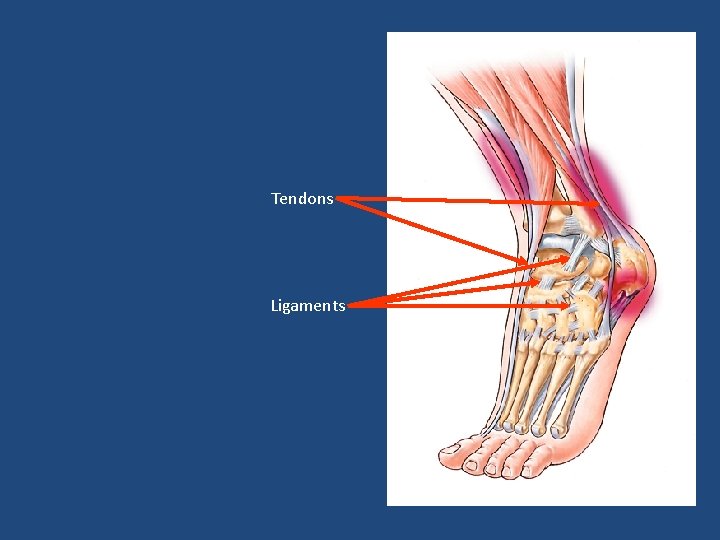 Tendons Ligaments 
