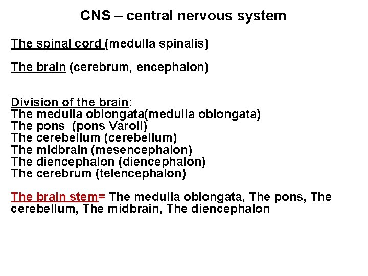 CNS – central nervous system The spinal cord (medulla spinalis) The brain (cerebrum, encephalon)